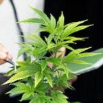 Tools and Technologies for Thriving Cannabis Operations