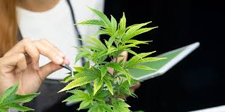 Tools and Technologies for Thriving Cannabis Operations